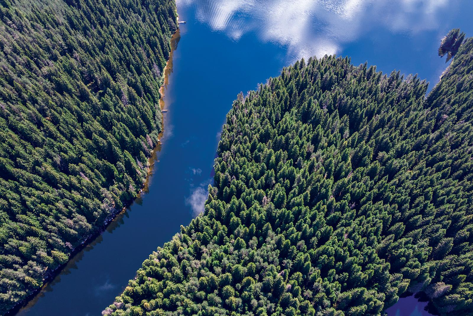Ariel view of a river surrounded by a thick forest